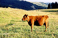 /images/133/2003-08-colorado-cows.jpg - #01267: Cows in Colorado … August 2003 -- Colorado