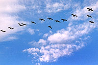 /images/133/2003-11-littleton-geese-sky.jpg - #01341: geese in the sky … Nov 2003 -- Littleton, Colorado