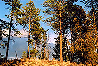 /images/133/2004-04-sedalia-trees-golde.jpg - #01491: views of Sedalia … April 2004 -- Sedalia, Colorado