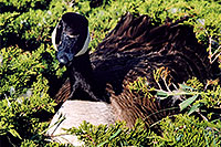 /images/133/2004-06-englewood-nest2.jpg - #01519: goose nesting in Englewood … June 2004 -- Englewood, Colorado