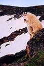 /images/133/2004-06-mtevans-goat-rock-v.jpg - #01535: images of Mt Evans … June 2004 -- Mt Evans, Colorado
