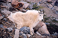 /images/133/2004-06-mtevans-goats4.jpg - #01539: Mountain Goats at Mt Evans … June 2004 -- Mt Evans, Colorado