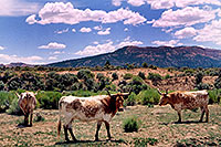 /images/133/2004-07-bryce-cows3.jpg - #01617: longhorn cows near Bryce … July 2004 -- Bryce Canyon, Utah