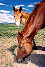 /images/133/2004-07-bryce-horses04-v.jpg - #01621: horses near Bryce … July 2004 -- Bryce Canyon, Utah