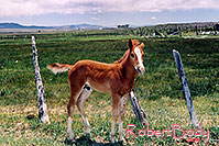 /images/133/2004-07-bryce-horses08.jpg - #01625: horses near Bryce … July 2004 -- Bryce Canyon, Utah