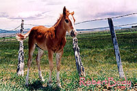 /images/133/2004-07-bryce-horses09.jpg - #01626: horses near Bryce … July 2004 -- Bryce Canyon, Utah