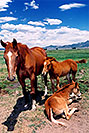 /images/133/2004-07-bryce-horses10-v.jpg - #01627: horses near Bryce … July 2004 -- Bryce Canyon, Utah