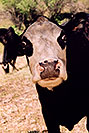 /images/133/2004-07-divide-cow-v.jpg - #01645: `oh not you again` … cow near Divide … July 2004 -- Divide, Colorado