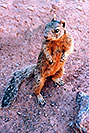 /images/133/2004-07-grand-squirrel3.jpg - #01726: friendly Squirrel posing in Grand Canyon … July 2004 -- Bright Angel Trail, Grand Canyon, Arizona