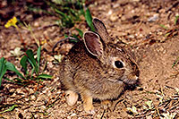 /images/133/2004-07-rocky-bunny.jpg - #01773: Rabbit near Sprague Lake … July 2004 -- Sprague Lake, Rocky Mountain National Park, Colorado