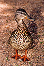 /images/133/2004-07-rocky-ducks01-v.jpg - #01774: mother duck near a river by Sprague Lake… July 2004 -- Sprague Lake, Rocky Mountain National Park, Colorado