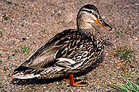 /images/133/2004-07-rocky-ducks02.jpg - #01775: mother duck near a river by Sprague Lake… July 2004 -- Sprague Lake, Rocky Mountain National Park, Colorado