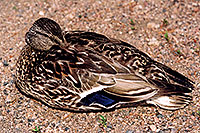 /images/133/2004-07-rocky-ducks08.jpg - #01781: mother duck resting with one eye open … near a river by Sprague Lake… July 2004 -- Sprague Lake, Rocky Mountain National Park, Colorado