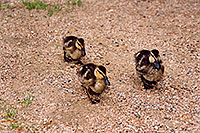 /images/133/2004-07-rocky-ducks10.jpg - #01783: ducks at Sprague Lake … July 2004 -- Sprague Lake, Rocky Mountain National Park, Colorado