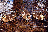 /images/133/2004-07-rocky-ducks11.jpg - #01784: ducks at Sprague Lake … July 2004 -- Sprague Lake, Rocky Mountain National Park, Colorado