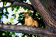 /images/133/2004-08-denver-squirrel-tre.jpg - #01864: Squirrel in Denver … August 2004 -- Denver, Colorado