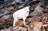 /images/133/2004-08-mountain-goats-lit1.jpg - #01912: little Mountain Goat at Mt Evans … August 2004 -- Mt Evans, Colorado