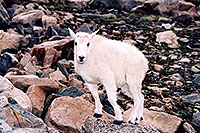 /images/133/2004-08-mountain-goats-lit2.jpg - #01913: little Mountain Goat at Mt Evans … August 2004 -- Mt Evans, Colorado