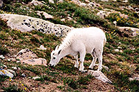 /images/133/2004-08-mountain-goats-lit4.jpg - #01915: little Mountain Goat at Mt Evans … August 2004 -- Mt Evans, Colorado