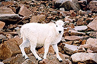 /images/133/2004-08-mountain-goats-lit5.jpg - #01916: little Mountain Goat at Mt Evans … August 2004 -- Mt Evans, Colorado