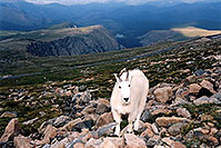 /images/133/2004-08-mountain-goats7.jpg - #01908: Mountain Goats at Mt Evans … August 2004 -- Mount Evans Road, Mt Evans, Colorado