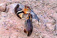 /images/133/2004-08-wolfcreek-chipmunk4.jpg - #01999: Golden Mantled Ground Squirells near Wolf Creek Pass … August 2004 -- Wolf Creek Pass, Colorado