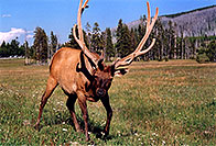 /images/133/2004-08-yello-elk1.jpg - #02035: Elk in Yellowstone Park … August 2004 -- Yellowstone, Wyoming