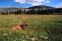 /images/133/2004-08-yello-elk2.jpg - #02036: Elk in Yellowstone Park … August 2004 -- Yellowstone, Wyoming