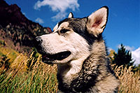 /images/133/2004-09-maroon-junior02.jpg - #02168: Junior (Alaskan Malamute) at Maroon Lake … Sept 2004 -- Maroon Bells, Colorado