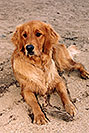 /images/133/2004-09-twinlakes-dogs02-v.jpg - #02208: Ruby (Golden Retriever) at Twin Lakes … Sept 2004 -- Twin Lakes, Colorado