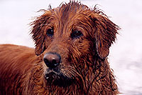 /images/133/2004-09-twinlakes-dogs05.jpg - 02211: wet Max (Golden Retriever) at Twin Lakes … Sept 2004 -- Twin Lakes, Colorado
