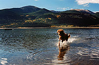 /images/133/2004-09-twinlakes-dogs08.jpg - #02214: Ruby (Golden Retriever) fishing at Twin Lakes … Sept 2004 -- Twin Lakes, Colorado