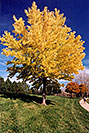 /images/133/2004-10-cent-inverness01-v.jpg - #02229: images of Centennial … Oct 2004 -- Centennial, Colorado