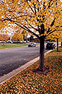 /images/133/2004-10-cent-trees02-v.jpg - #02249: images of Centennial … Oct 2004 -- Centennial, Colorado