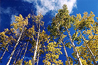 /images/133/2004-10-crested-fall1.jpg - #02283: along Gothic Road, past Mount Crested Butte … Oct 2004 -- Crested Butte, Colorado