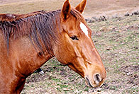 /images/133/2004-10-crested-horse1.jpg - #02291: Fantasy Ranch … Oct 2004 -- Mount Crested Butte, Crested Butte, Colorado