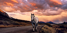 /images/133/2004-10-crested-sunset-horse-w.jpg - #02307: horse walking home during evening on Slate River Road … Oct 2004 -- Crested Butte, Colorado