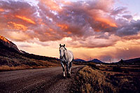 /images/133/2004-10-crested-sunset-horse.jpg - #02306: evening on Slate River Road … Oct 2004 -- Crested Butte, Colorado