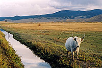 /images/133/2004-10-yak2.jpg - #02347: Yak in the late afternoon near Sargeants, Colorado  … October 2004 -- Sargeants, Colorado