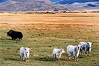 /images/133/2004-10-yak5.jpg - #02351: Yaks in the late afternoon near Sargeants, Colorado  … October 2004 -- Sargeants, Colorado