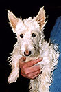 /images/133/2005-03-durango-abbie3.jpg - #02487: Abbie (Scottish Terrier) … March 2005 -- Durango, Colorado