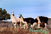 /images/133/2005-03-durango-llama-fam1.jpg - #02457: Llamas … March 2005 -- Durango, Colorado