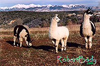 /images/133/2005-03-durango-llama-fam2.jpg - #02458: Llamas … March 2005 -- Durango, Colorado