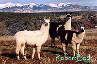/images/133/2005-03-durango-llama-fam3.jpg - #02459: Llamas … March 2005 -- Durango, Colorado