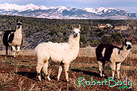 /images/133/2005-03-durango-llama-fam5.jpg - #02461: Llamas … March 2005 -- Durango, Colorado