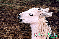 /images/133/2005-03-durango-llama1.jpg - #02455: Llamas … March 2005 -- Durango, Colorado
