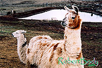/images/133/2005-03-durango-llamas1.jpg - #02462: Llamas … March 2005 -- Durango, Colorado