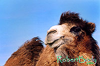 /images/133/2005-03-durango-mollie1.jpg - #02469: Mollie (Double Humped Camel) … March 2005 -- Durango, Colorado