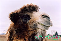/images/133/2005-03-durango-mollie3.jpg - #02471: Mollie (Double Humped Camel) … March 2005 -- Durango, Colorado