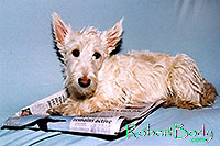 /images/133/2005-03-durango-sofa-abbie1.jpg - #02473: Abbie (Scottish Terrier) on a sofa … March 2005 -- Durango, Colorado
